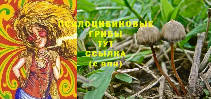 Псилоцибиновые грибы Psilocybine cubensis  Дмитров 