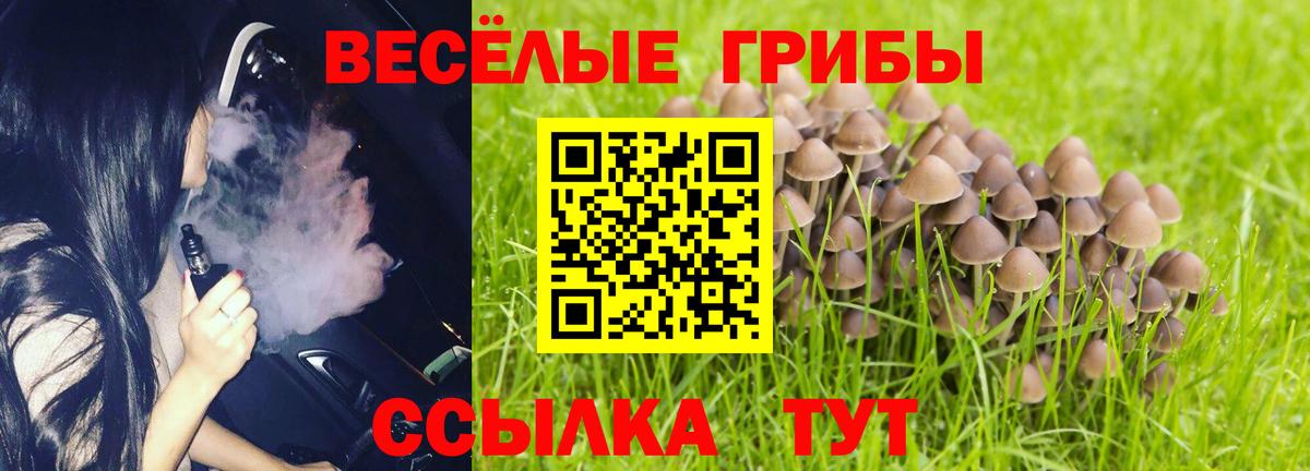 купить наркотик  Дмитров  Псилоцибиновые грибы Cubensis 